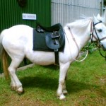 silver-in-yard silver-in-yard