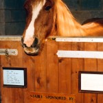 oscar-stable