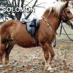 solomon-cropped