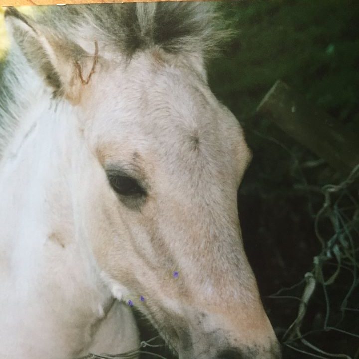 Ellie as a foal